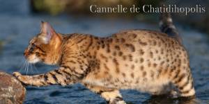 BIGNOLAIS PASCAL - STUDIO NOMADE